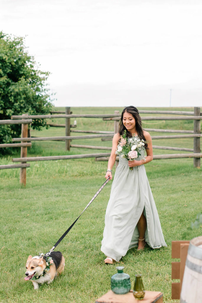 ceremony dogs at a farm wedding, adorable corgis. How adorable are dogs in a wedding ceremony! https://www.thegathered.ca